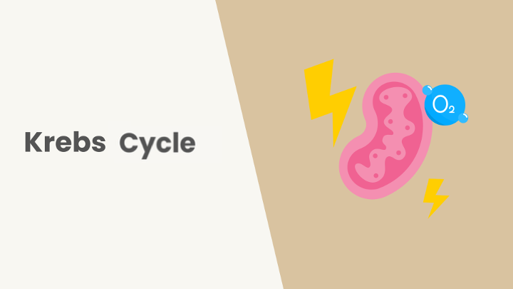 Lesson Krebs cycle